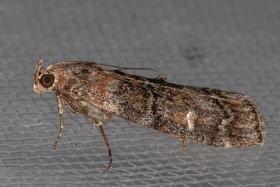 5861 (Dioryctria pentictonella)