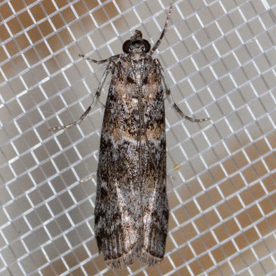 5852 Zimmerman Pine Moth  (Dioryctria zimmermani)