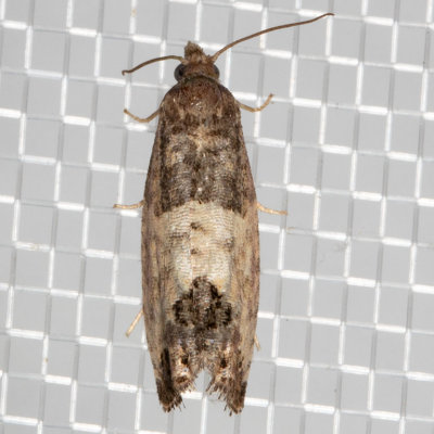 2906 Eye-spotted Bud Moth (Spilonota ocellana)