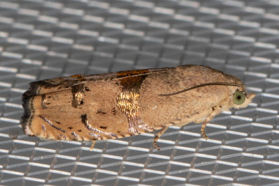 3494 Filbertworm Moth (Cydia latiferreana)