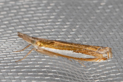 5357 Leach's Grass-veneer (Crambus leachellus)