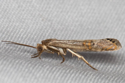 5454 Belted Grass-veneer (Euchromius ocellea)