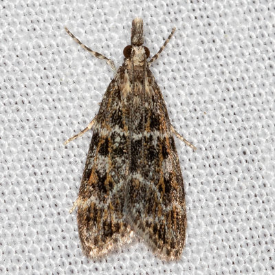 4735 Eudonia echo