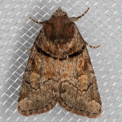 9814 (Cosmia praeacuta)