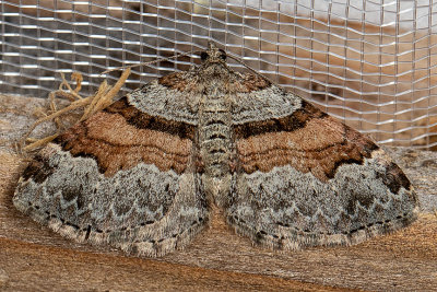 7368 Labrador Carpet Moth (Xanthorhoe labradorensis)