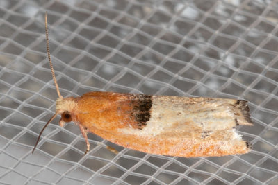 3289 (Epinotia johnsonana)