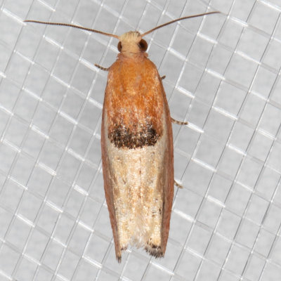 3289 (Epinotia johnsonana)