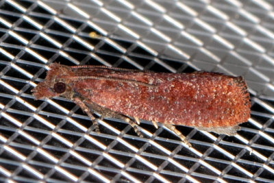 3328 (Epinotia arctostaphylana)