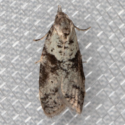 2312 (Lotisma trigonana)