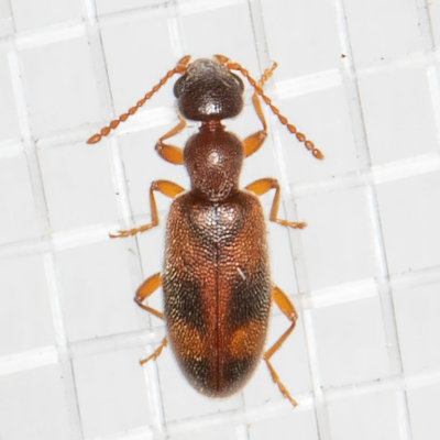 Anthicus cervinus