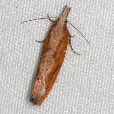3349 Epinotia seorsa