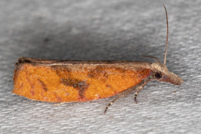 3349 Epinotia seorsa
