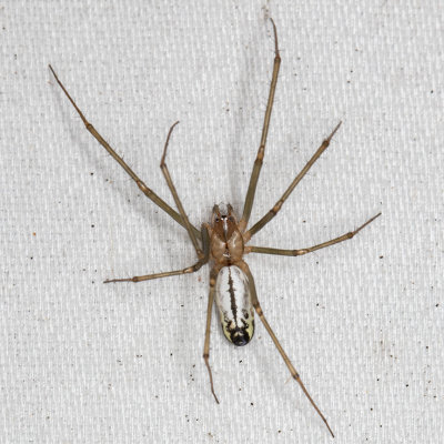 (Linyphiinae) Sheetweb Spiders