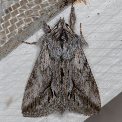 10031 Ashy Pleromelloida (Pleromelloida cinerea)