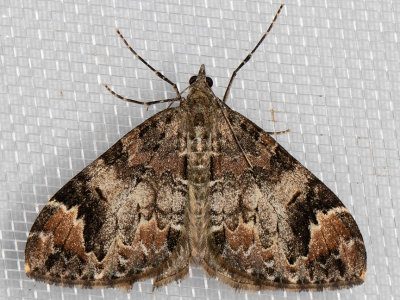 7186 (Dysstroma ochrofuscaria)