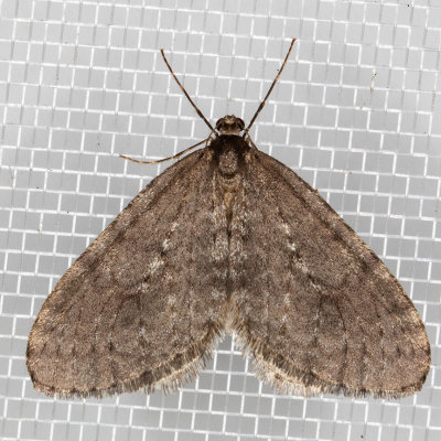 7437 Bruce Spanworm (Operophtera bruceata) 