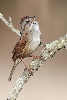 swamp sparrow 22