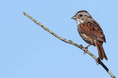 swamp sparrow 23