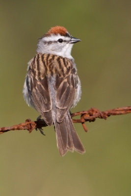 chipping_sparrow_40
