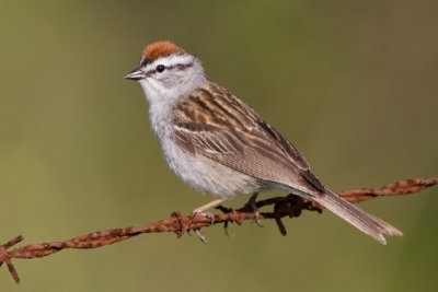 chipping_sparrow_41