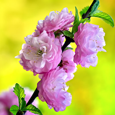 Flowering almond