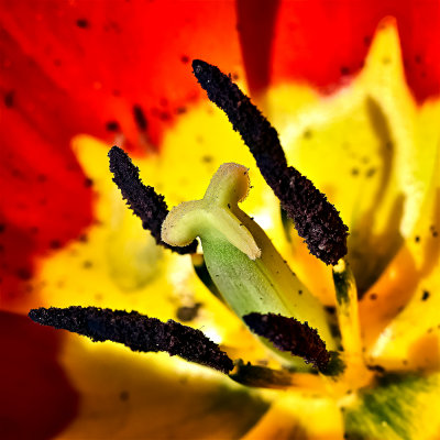 Tulip - Stigma and Filaments