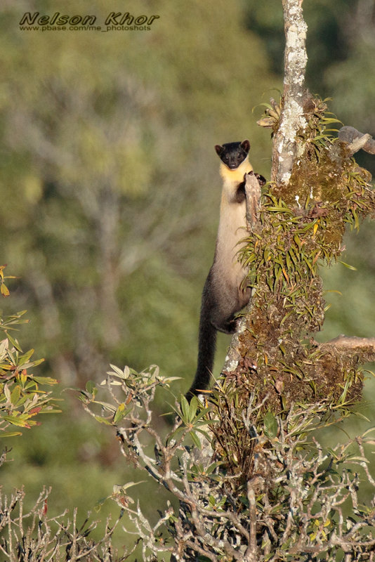 Yellow Throated Marten.jpg