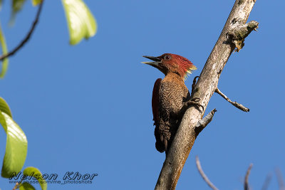 Banded Woodpecker