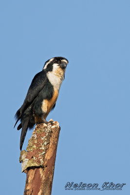 Black Thighed Falconet