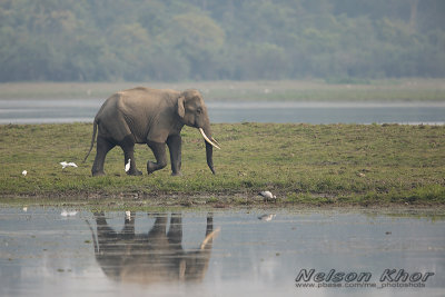 Asian Elephant