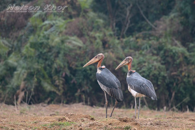 Greater Adjutant