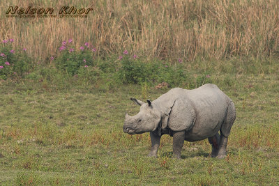 Greater One Horned Rhinoceros
