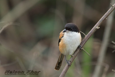 Long Tailed Shrike