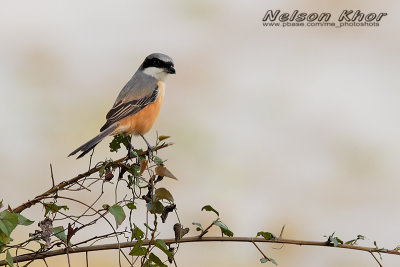 Grey Backed Shrike