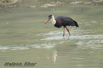 Woolly Necked Stork