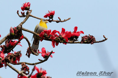 Yellow Footed Green Pigeon