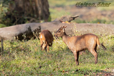 Hog Deer