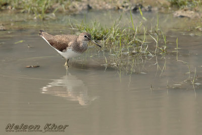 Green Sandpiper