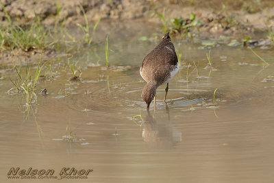 Green Sandpiper