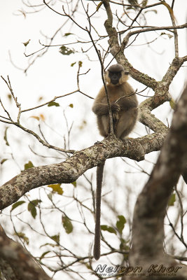 Capped Langur