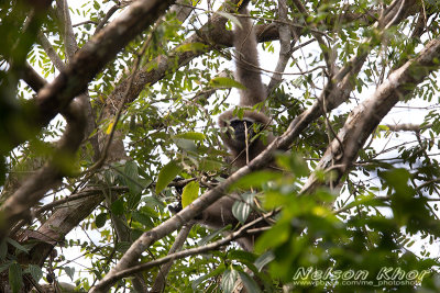 Hoolock Gibbon