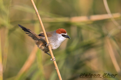 Chestnut Capped Babbler