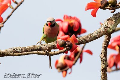 Red Breasted Parakeet