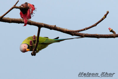 Rosy Headed Parakeet