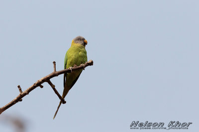 Rosy Headed Parakeet