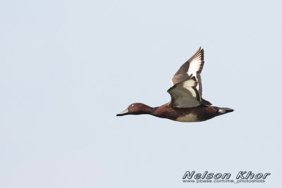 Ferruginous Duck