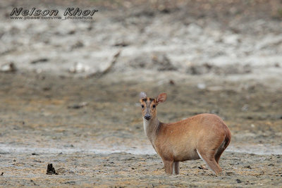 Barking Deer