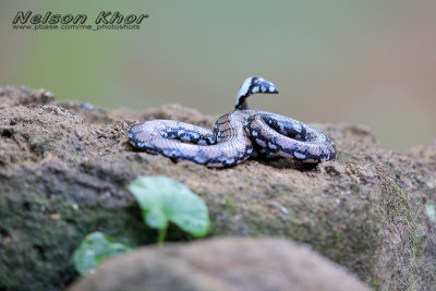 Sri Lanka Pipe Snake