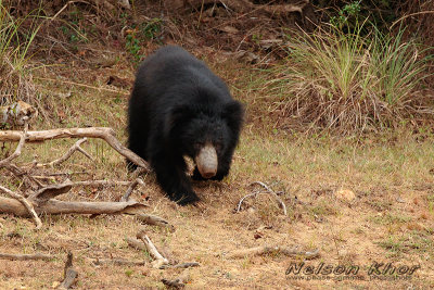 Sloth Bear