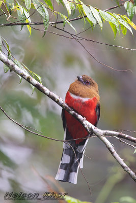 Red Headed Trogon